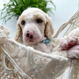 Poodle and Pyredoodle Puppies from Wild suns farm