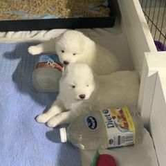 Samoyed Puppies from ArticCross Samoyeds-Florida
