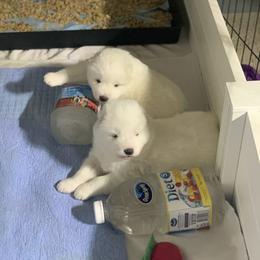 Samoyed Puppies from ArticCross Samoyeds-Florida