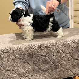 Havanese Puppies from Cralyn's