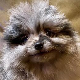 Austin - Blue merle male Pomeranian puppy in Delta Junction, Alaska from Princess’s Poms