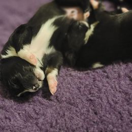 Australian Shepherd Puppies from Summit Australian Shepherds