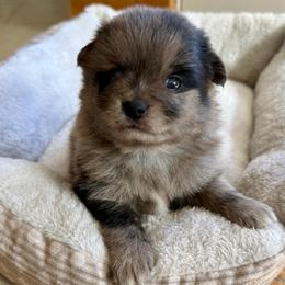 Storm - Blue merle male Pomeranian puppy in Raymondville, Missouri from Pampered Pomskies