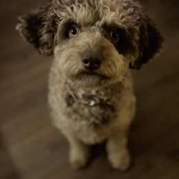 Boujee - Aussiedoodle