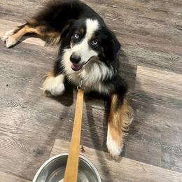 Eden - Australian Shepherd