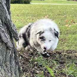 Ginger Spice - Blue merle Australian Shepherd puppy in Gowen, Michigan from XA AUSTRALIAN SHEPHERDS