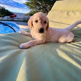 Peaches - Light golden Golden Retriever puppy in Lewiston, Idaho from Twin River Goldens