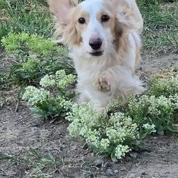 Dudley - Dachshund