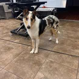 Pituvo - Collie puppy in Sun Prairie, Wisconsin from Jolis Collies