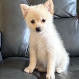 Pomeranians from Jennifer Sheppard