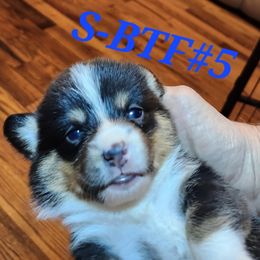 Black tri girl 5 - Black and tan female American Corgi puppy in Hampton, Tennessee from TC Farms Stock Dogs - Miniature Australian Shepherds