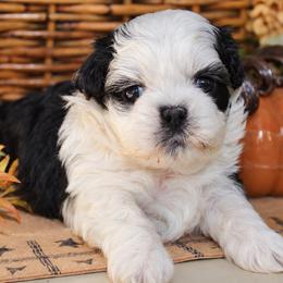 Louie - Black and white male Shichon puppy in Pennsylvania from Manor Hills Shih Tzus