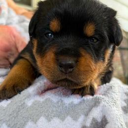 Red collar female - Black and mahogany female Rottweiler puppy in Birmingham, Alabama from K&B Rotts