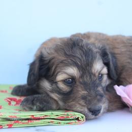 Aussiedoodle, Goldendoodle, and Labradoodle Puppies from Loving Doodle