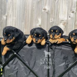 Rottweiler Puppies from KarmaKennelPNW