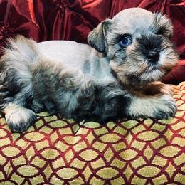 Shadow - Salt and pepper male Miniature Schnauzer puppy in Kentucky from Mrs Bs Teeny Schnauzers & Doodles