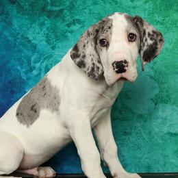 Ocky - Great Dane puppy from Foto Danes