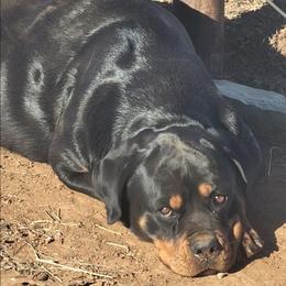 Zena - Rottweiler