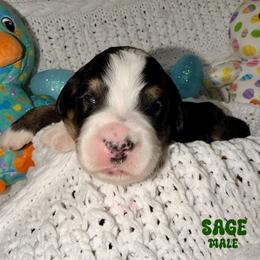Sage - Tri-color male Bernedoodle puppy in Beecher, Illinois from Erica’s Doodles
