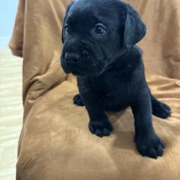 Boy 6 yellow collar - Black male Labrador Retriever puppy in Ledyard, Connecticut from Outback Stables