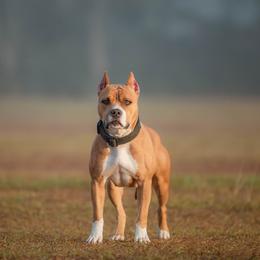 American Pit Bull Terrier puppies from Alpha Alliance Kennels