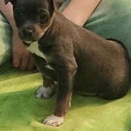 Lucy - Blue tan and white female American Hairless Terrier puppy in Toto, Indiana from Toto Terriers