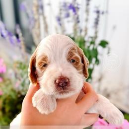 Wilder - Cream male Goldendoodle puppy in Mahomet, Illinois from Jordan Family Doodles