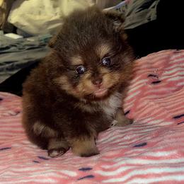 Bentley - Chocolate and tan male Pomeranian puppy in Miami, Florida from Couture Pomeranians