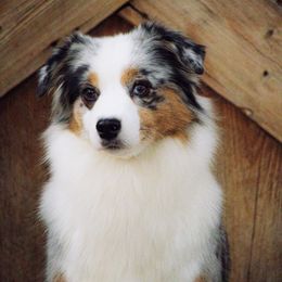 Katniss - Miniature American Shepherd