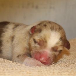 Queen of Hearts - Red merle female Australian Shepherd puppy in Star City, Arkansas from Blush & Lace Aussie Co.