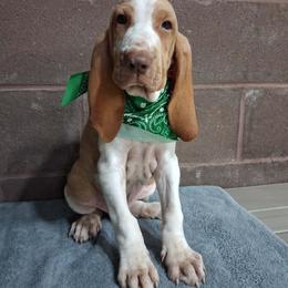 Enzo - White and orange male Bracco Italiano puppy in Potosi, Wisconsin from Point and Flush Gun Dogs