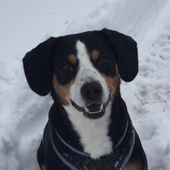 Caddy - Entlebucher Mountain Dog