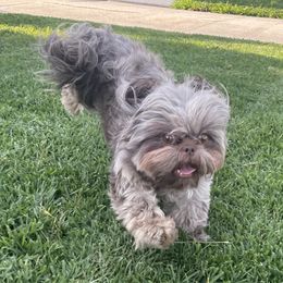 Cali - Shih Tzu