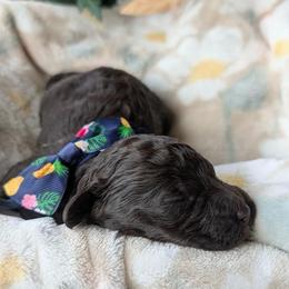 Sage - Chocolate male Goldendoodle puppy in Camden, North Carolina from Oopsie Doodles of NC