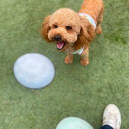 Bvlgari not fixed  13 pounds - Apricot male Maltipoo puppy in San Diego, California from Maltipoos SD
