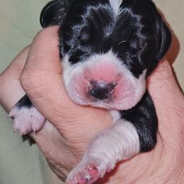 Mantle Female - Mantle female Great Dane puppy in Biscoe, North Carolina from Clouser's Bodacious Danes