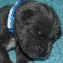Blue Collar Blue Boy - Great Dane puppy from Texas Blue Danes
