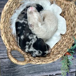 Aussiedoodle Puppies from Royal Paw Aussiedoodles