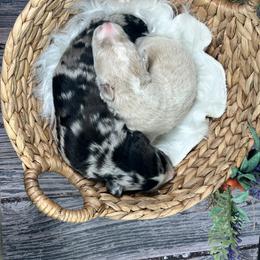 Aussiedoodle Puppies from Royal Paw Aussiedoodles