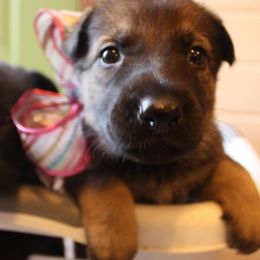 German Shepherd Puppies from Thornock Shepherds