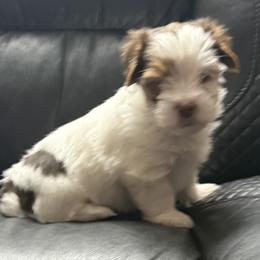 Triton AKC - Chocolate, tan and white male Yorkshire Terrier puppy in Labelle, Florida from Chocolate and Parti Yorkies in Florida