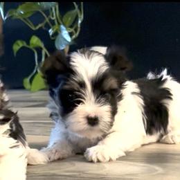 Biewer Terriers and Poodles from Alpha Tiny Paws