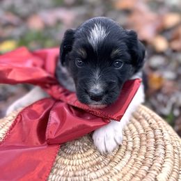Comet - Black & white female Miniature Australian Shepherd puppy in Clarksville, Tennessee from Southern Oak Pups