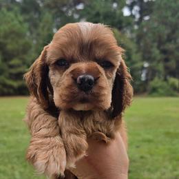 Bean - Red male Cocker Spaniel puppy in Florence, South Carolina from Reddick's American Cocker Spaniels