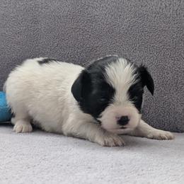 Rue - White black and tan male Papillon puppy in Dorset, Ohio from Classy Country Papillons