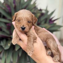 Woody - Red  male Goldendoodle puppy in Wharton, Texas from Little Fur Friends