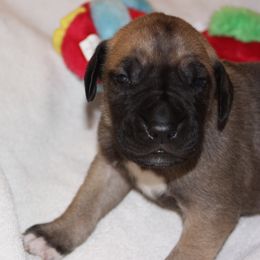 Great Dane Puppies from Dunn Right Ranch