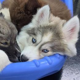 Phoebe - Gray and white female Siberian Husky puppy in East Tawas, Michigan from BurnsBerg's Woolies