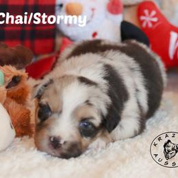 Chai - Blue merle female Miniature Australian Shepherd puppy in Garden Plain, Kansas from Krazy K Aussies