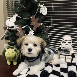 Shichon Puppies from Great Lakes Teddy Bear Dogs